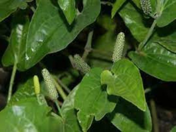 6 साल तक कमाई