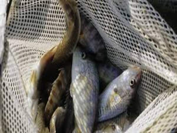 86.4 लाख रु लगी थी बोली