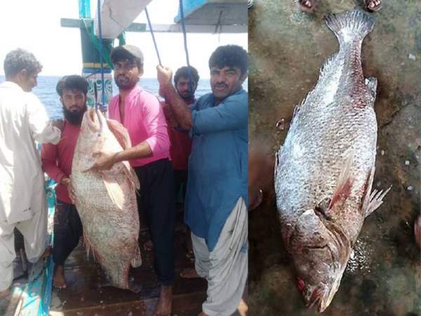 दवा और सर्जरी में इस्तेमाल