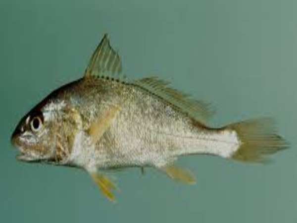 सबसे भारी मछली