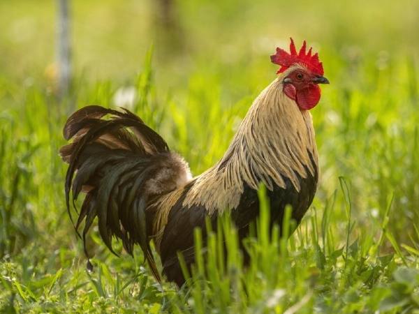 अच्छा ऐवरेज दे रहा है वाहन