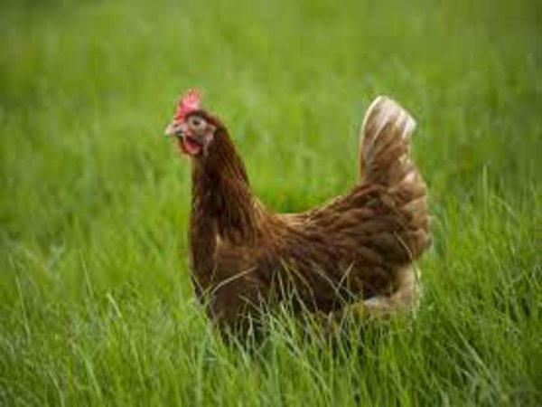 जानिए कैसे हुआ यह आविष्कार