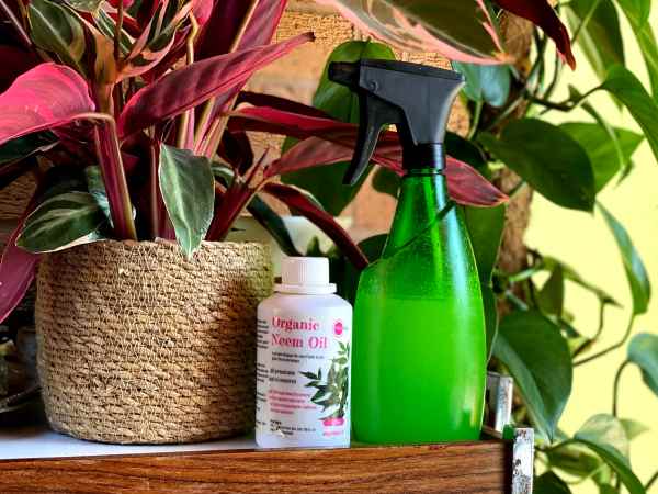 जानिए बाकी प्रोसेस