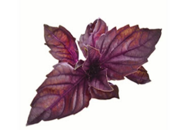 लाल तुलसी (रेड बेसिल)