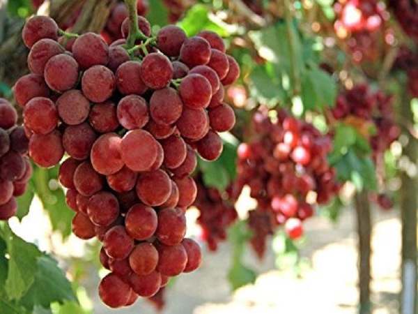 इस तरह हुए मशहूर