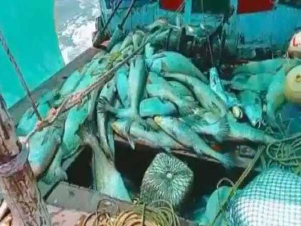 भारत-प्रशांत क्षेत्र में मिलती हैं