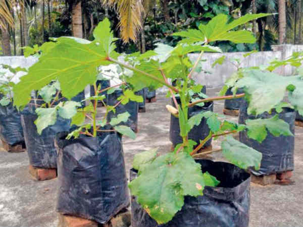 टाइमिंग का बैलेंस