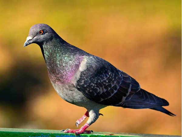 कई बीघा जमीन के मालिक हैं कबूतर