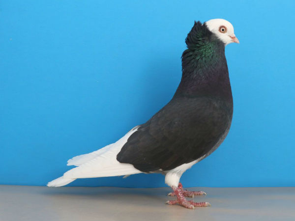 कबूतरों के नाम पर ट्रस्ट