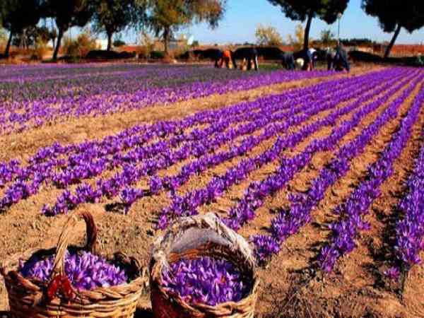 केसर की डिमांड ज्यादा और आपूर्ति है कम