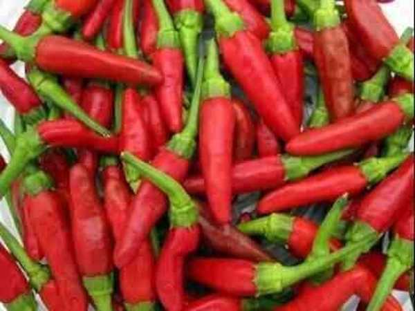 6 साल तक चलता है पौधा