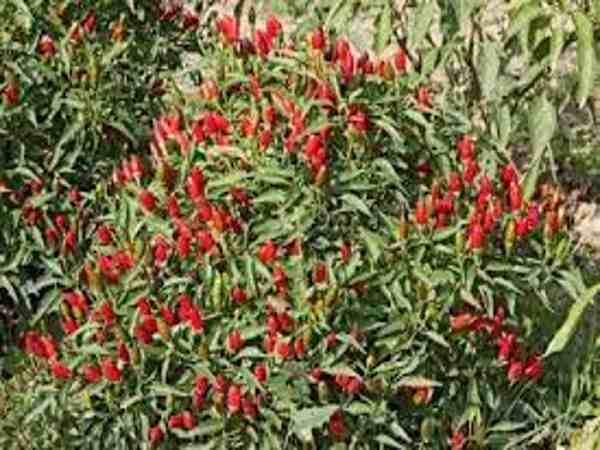 इन चीजों का रखें ध्यान