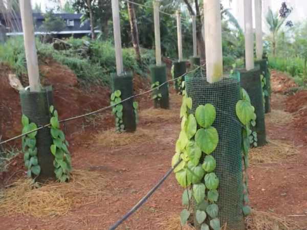  काली मिर्च को उगाने का तरीका