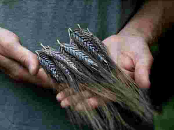 काले गेहूं के हैं कई फायदे