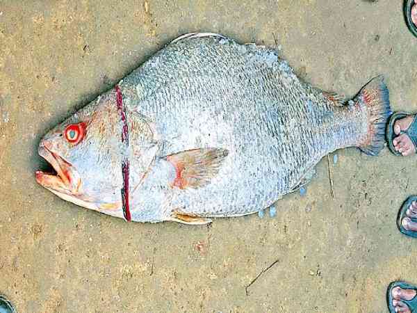 कचिड़ी मछली मिली