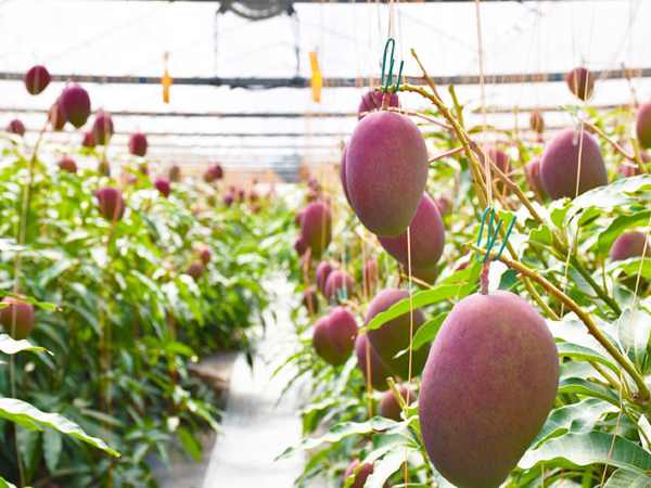 आंखों के लिए फायदेमंद