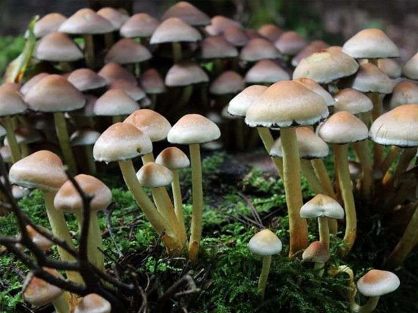  ऐसे करें मशरूम की बिक्री