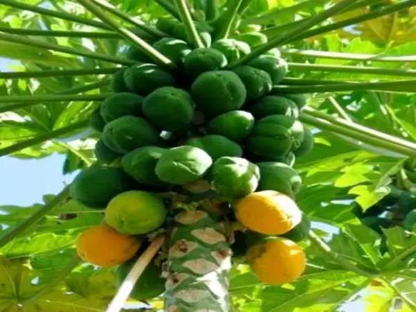 महीने में कई बार खेती