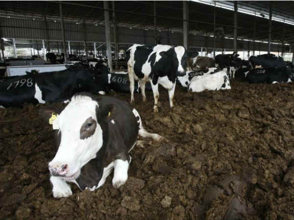 गौशाला में टोटल 983 गायें 