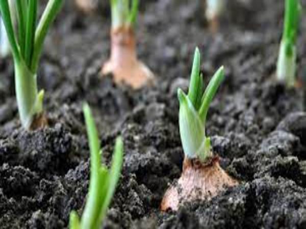 जैविक खाद हो रही तैयार