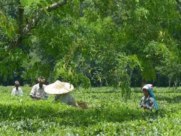 केवल 1 किलो चाय