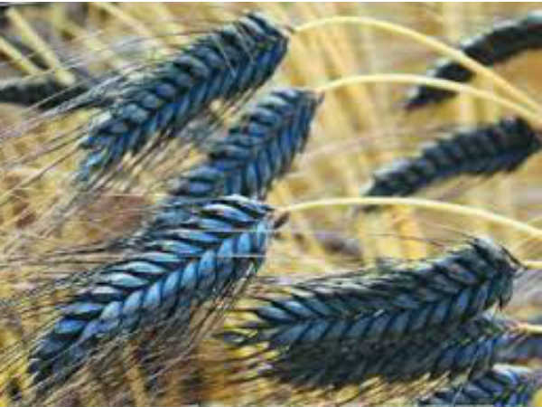 इन चीजों का रखें ध्यान