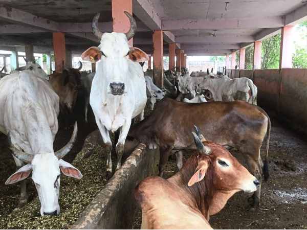 क्या होगा गोबर से