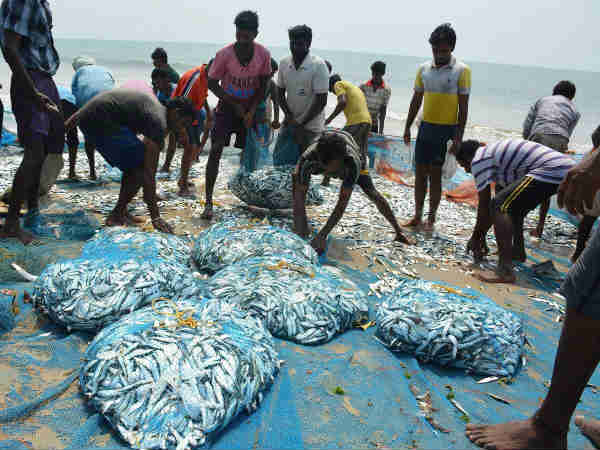 ऐसे तैयार होती है एम्बरग्रीस