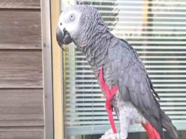 मालिक ने पुरस्कार राशि बढ़ाई