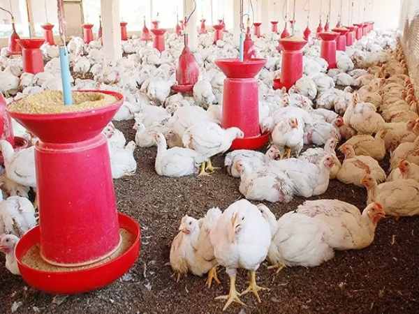 कितनी होगी कमाई 