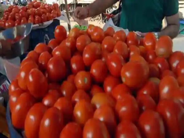 प्याज, आलू, हरी मिर्च का उत्पादन