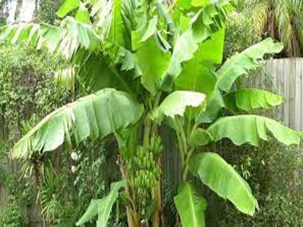 केले के तने से जैविक खाद बनाने की विधि 