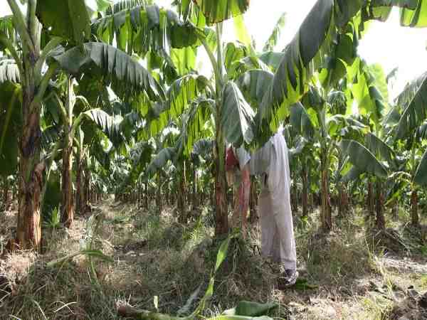 सरकार जैविक खाद के इस्तेमाल को बढ़ावा दे रही है