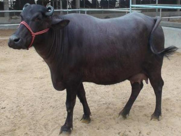 इस नस्ल की भैंसों की खरीद-फरोख्‍त में भी बेहतर कमाई