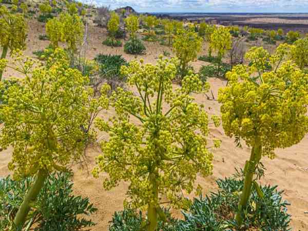 निवेश और कमाई