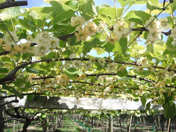 सेहत के लिए फायदेमंद है किवी