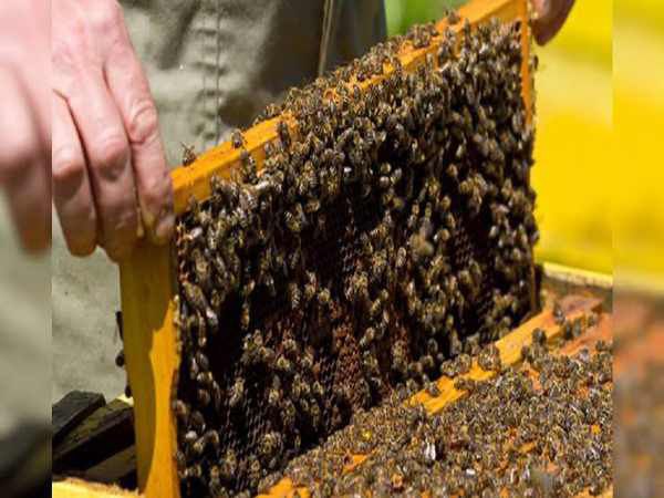 मधुमक्खी पालन का स्टार्टअप वर्ष 2016 में शुरू किया 