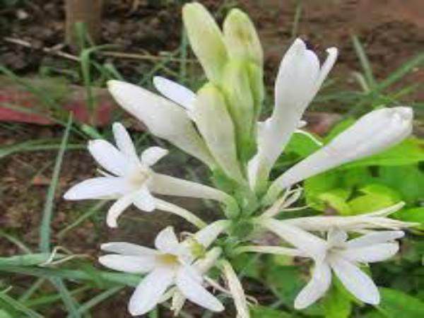 और कहा बेच सकते है फूल को