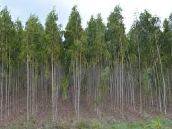 नीलगिरी की खेती एक फायदे का सौदा है