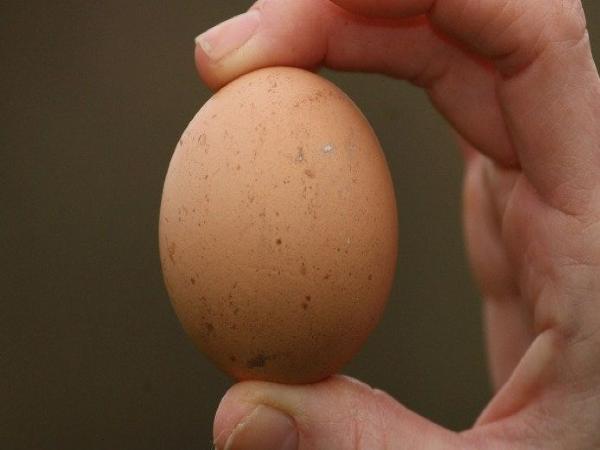 20 साल से मुर्गियां पाल रहीं