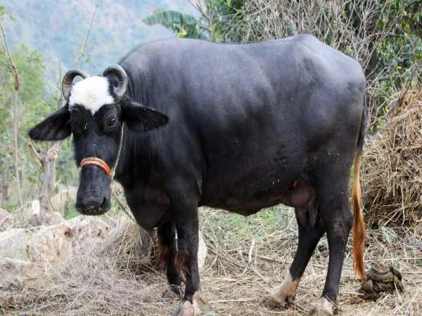 कितना होगा मुनाफा