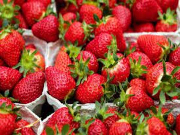 स्ट्रॉबेरी की खेती से जुड़ी जरूरी बातें