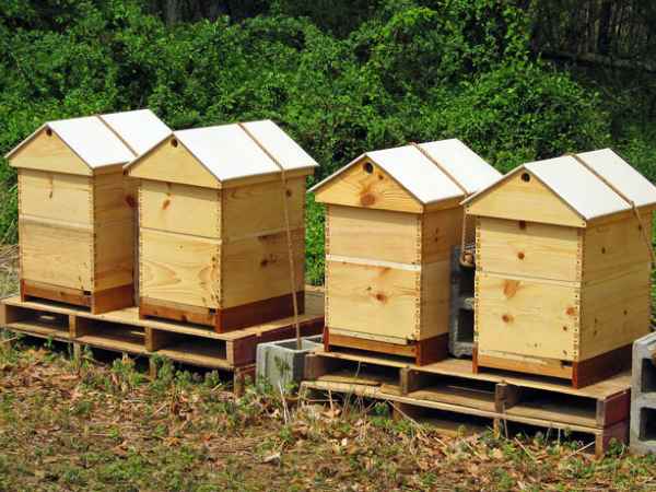 कृषि विज्ञान केंद्र से ली मदद