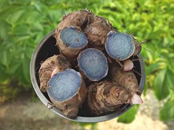 Black Turmeric Farming