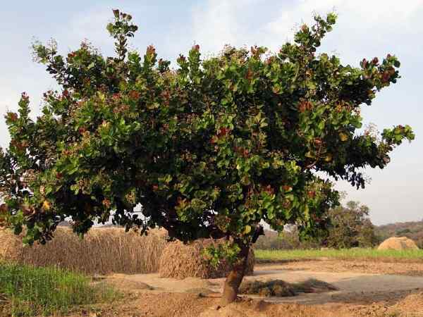 पूरे देश में है काजू की लोकप्रियता