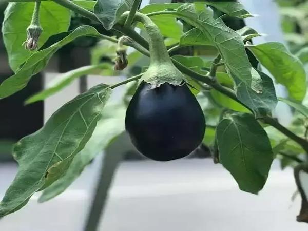 बैंगन की खेती
