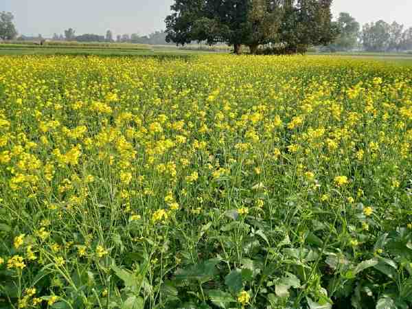 सरसो की खेती