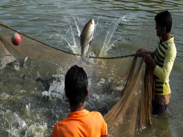 fish farming