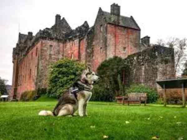 कुत्तों की देखभाल का काम