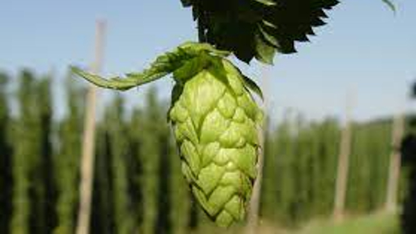 most-expensive-vegetables